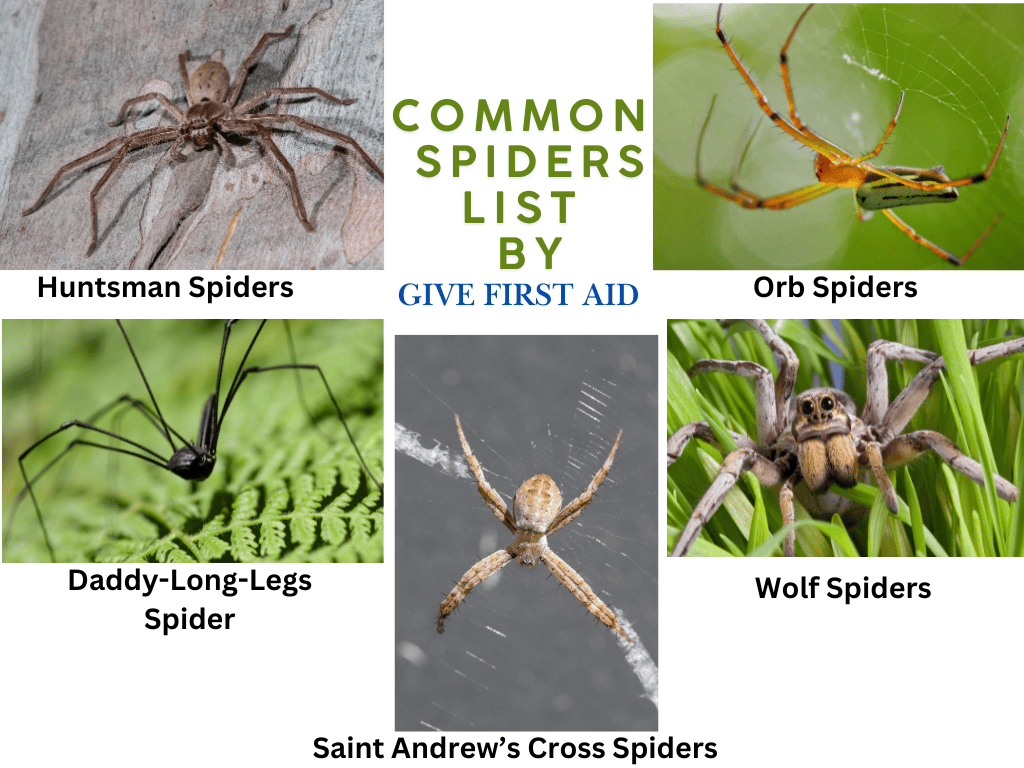 common spiders in Australia