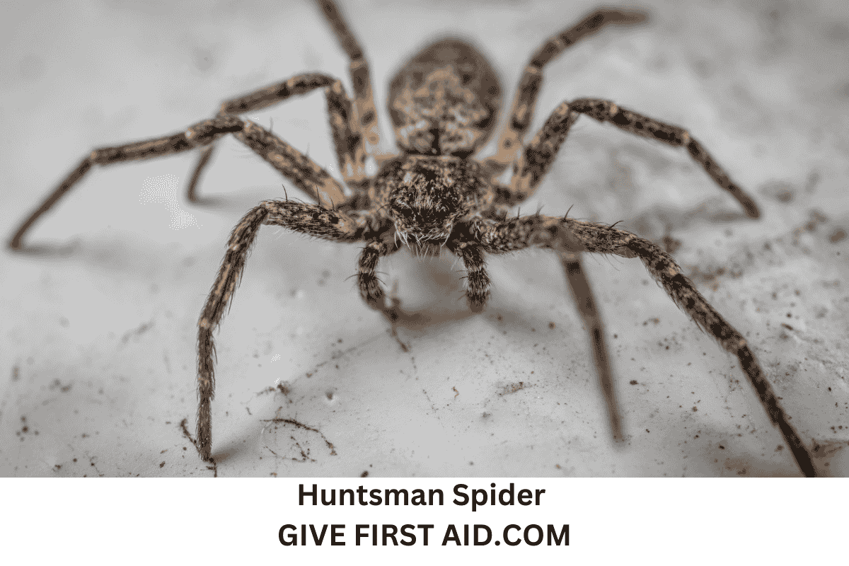 Huntsman Spider Bite – How dangerous are they?