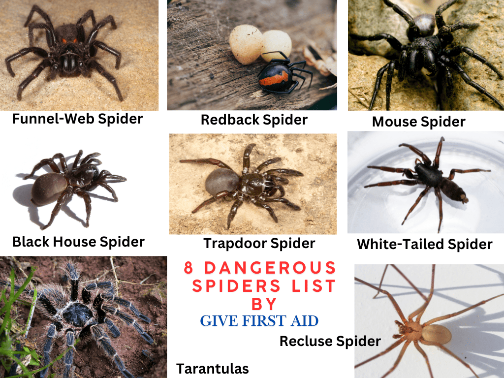 Most dangerous and deadliest spiders in Australia